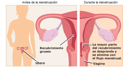Antes y después de la menstruación