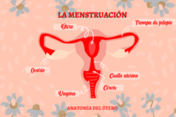 La Menstruación